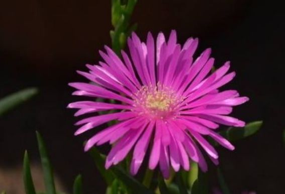  「花大」新手养花,不如养盆花中精品“松叶菊”,花大
