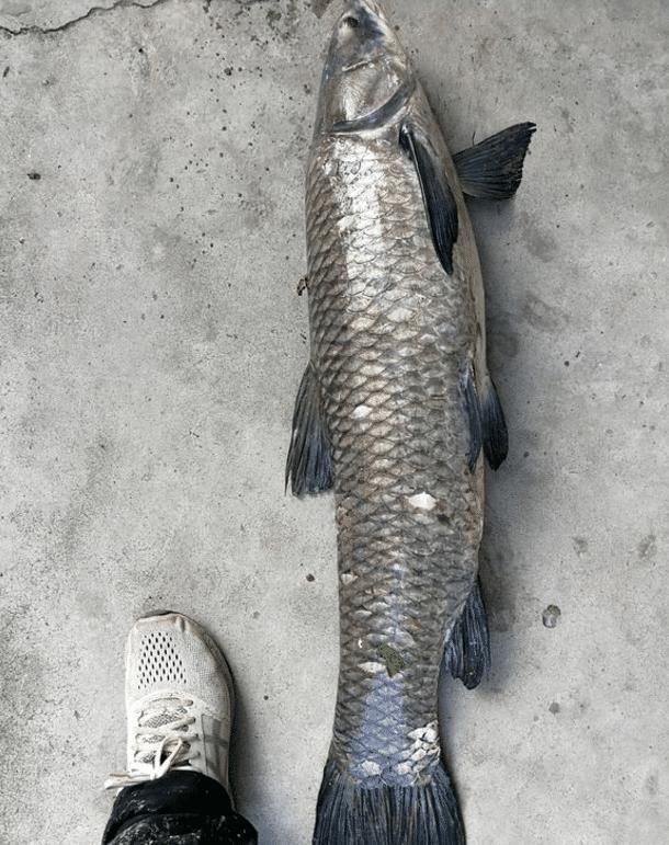  [事实]为啥你钓不到大鱼？不仅是技术问题，还有几个你不愿承认的事实