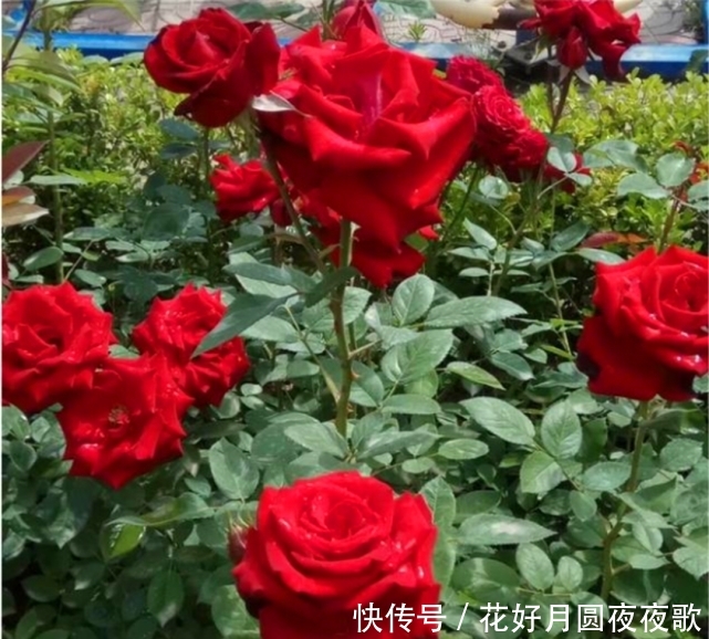 『月季』玫瑰和月季怎么区分?最简单的方法是什么?