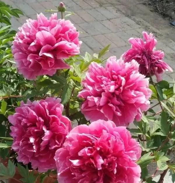  时间■养花不懂这4点，啥花都白养，白白浪费时间和精力，新手赶紧学习