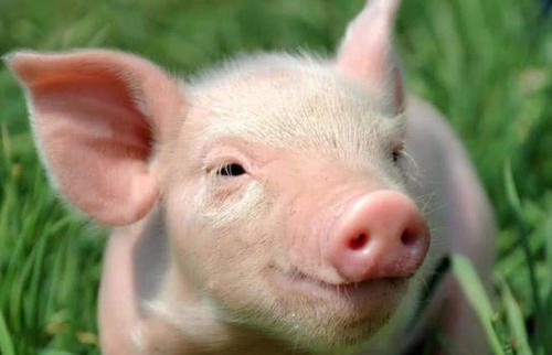 老人常说的：“猪来穷，狗来富，猫来开当铺”是啥意思？