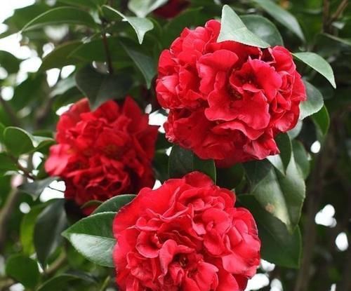  『源于』此花，源于美国，花型九心十八瓣，花大色红，香气袭人，值得拥有