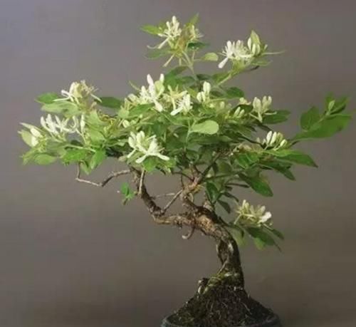 「浇水」盆栽金银花花朵繁多容易爆盆,一起来了解一下吧!