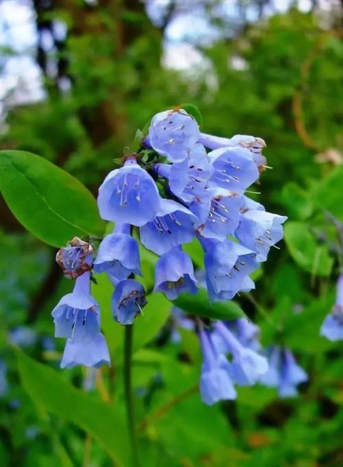  『生长良好』一些特别喜欢生长在阴凉处的开花植物，树荫下和背阴的阳台都能种