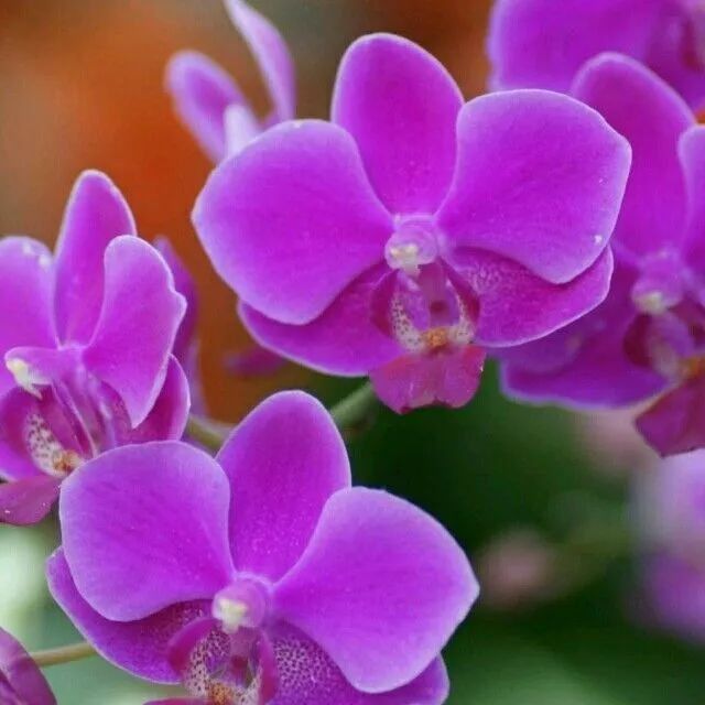 这几种植物很适合做盆景在家养护,依然充满花香观赏性高! 养花