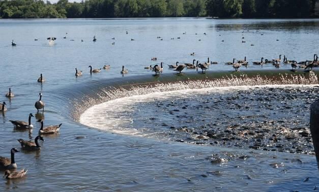 鲤鱼太多,鸭子踩鱼行走成景观,为小镇带来不菲的收入