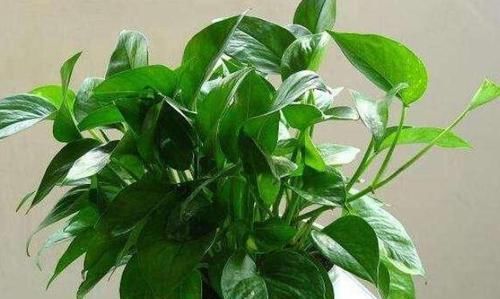  变得更加：如何让绿萝远离黄叶烂根？2种东西埋盆底，再也不用担心积水