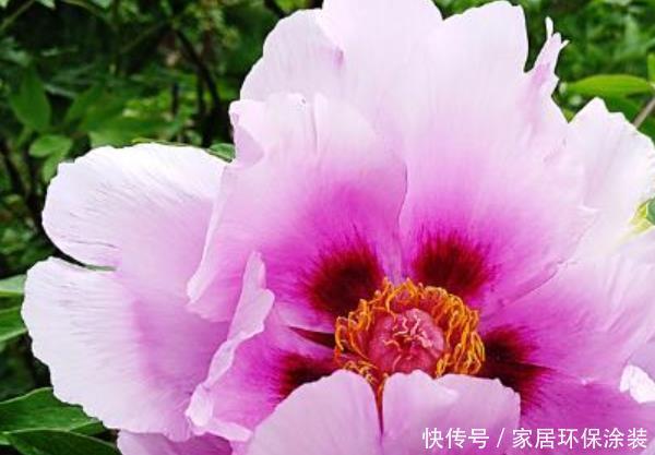 款花■春天不妨养这3款花,好养易爆盆,尤其第三种,阳台变小花园!