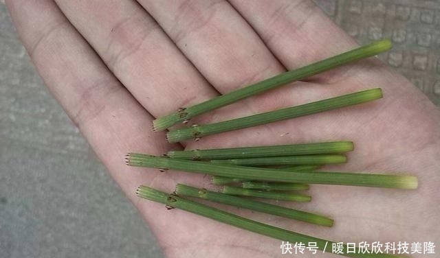 身价■农村一种被忽视的野草,现在身价猛增,一斤可以卖到800元!