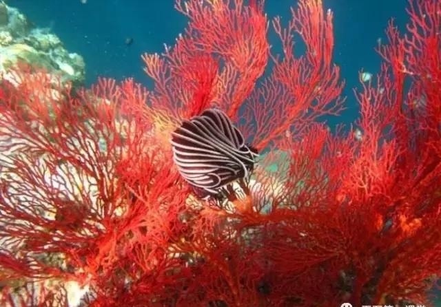 宋美龄的宝盒藏了天价宝贝！她最爱的却不是4000万的翡翠镯子