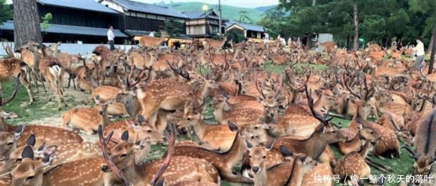  【鹿比人】鹿比人多因无人喂食, 奈良鹿涌入城区, 市民苦不堪言