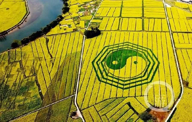 潼南万亩油菜花美翻了 快来云赏花【2020热门旅游景点】
