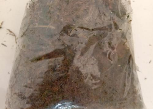 放在散射光好的地方■养了20年的玉树,杆子比大腿还粗,满树白花跟下雪了一样