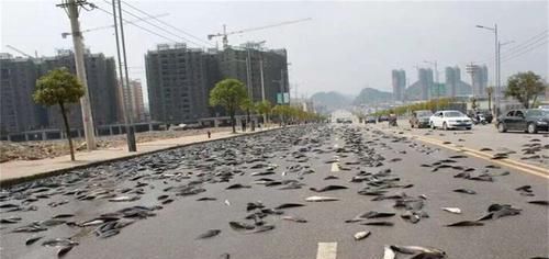 【自然现象】天降“活鱼”,鱼铺满了地面,当地居民捡都捡不过来!