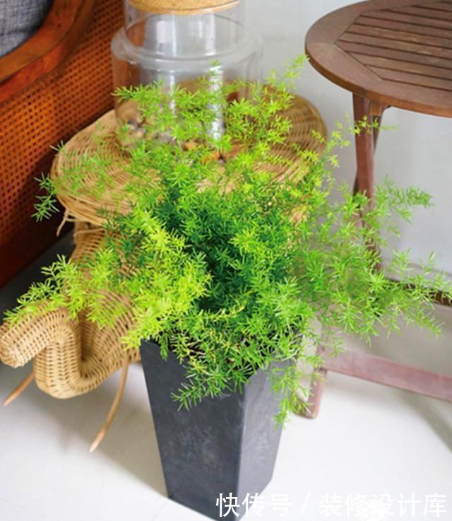  品种|武竹？还真有这个品种，种出来比文竹还美！