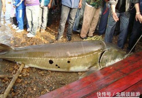 这鱼在地球生存1亿年，从未有过天敌，如今却败在中国吃货的嘴下