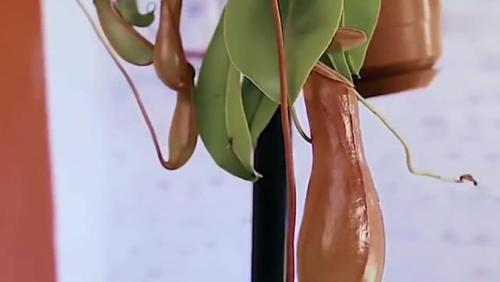 老外把可乐倒进猪笼草里，5天后在一看猪笼草，变化令人很意外！