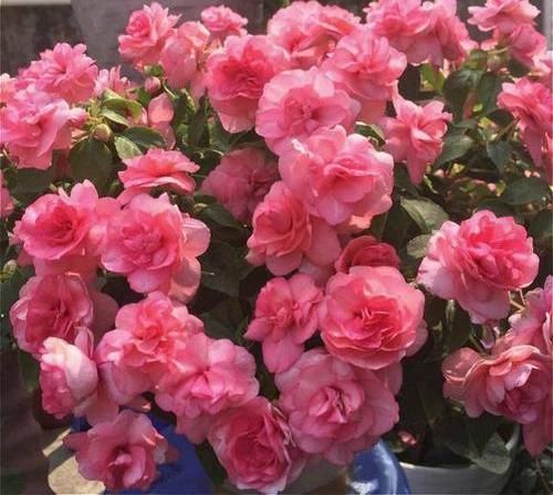 「凤仙花」养盆凤仙花,常年开花,花瓣能染指甲,小时候过家家经常玩