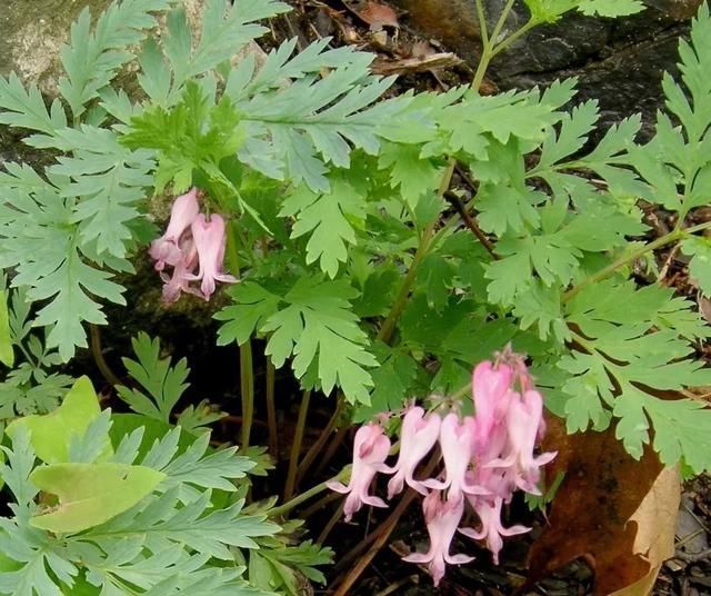 『孕育花朵』在室内也能轻松养开花的几种盆栽,哪一种才是你的最爱