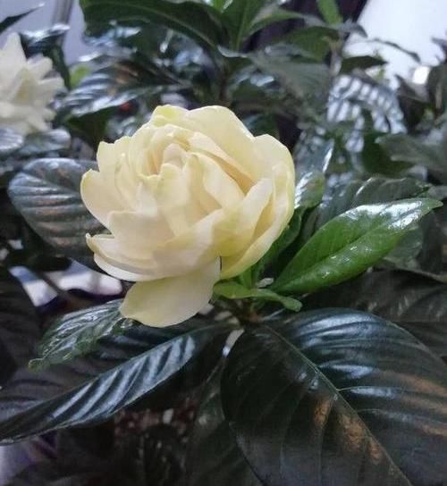  #栀子花#夏天到了，栀子花浇点“催花水”，花香浓郁，不黄叶开花多