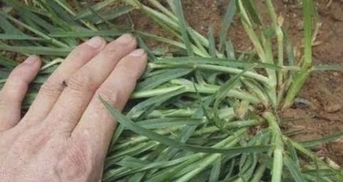  『河岸』河岸上有1种“牛筋草”，看到别踩踏，和车前草一样，价值高