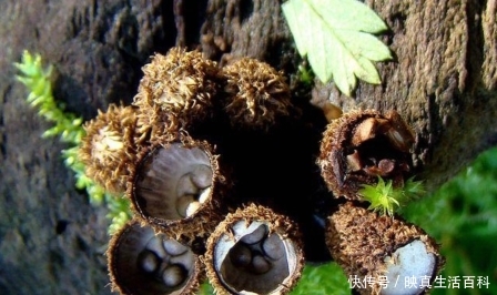  「10厘米」这种野生物，遇到请您对它好点，别破坏，如今稀罕的