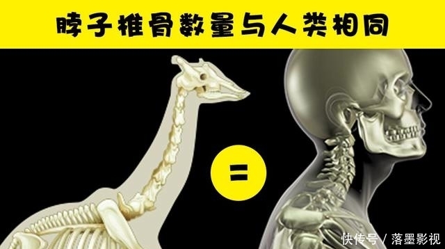 『长颈鹿』关于长颈鹿,你所不知道的10个有趣事实