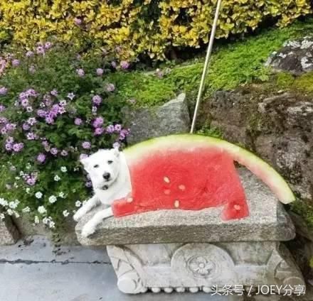 不穿衣服“穿”西瓜!“西瓜裙”风靡媒体,这下可凉快了