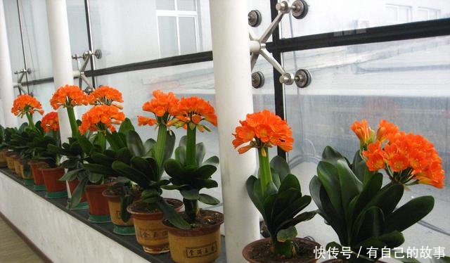 『定要注意』要养出漂亮君子兰,记住4点,叶片大,光泽油亮,花色鲜艳