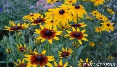 室内|这些特耐旱的盆栽植物,养室内干旱几周都不会挂