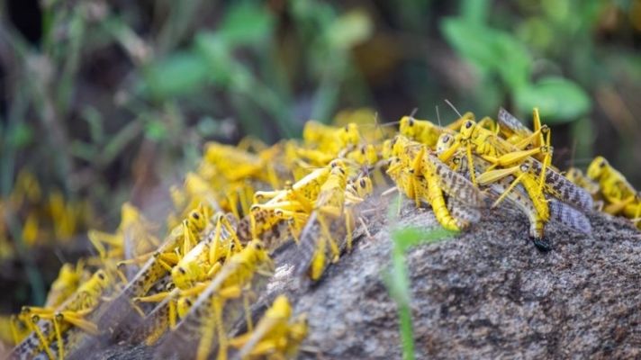  「东非」东非蝗灾到底啥情况? 记者去了趟现场……(附vlog)