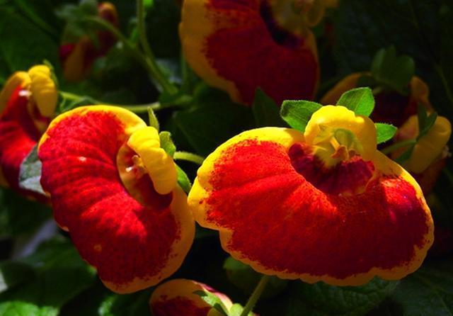  「冬天」冬天开花的荷包花，养护注意3点，不烂根不烂叶，花开满盆