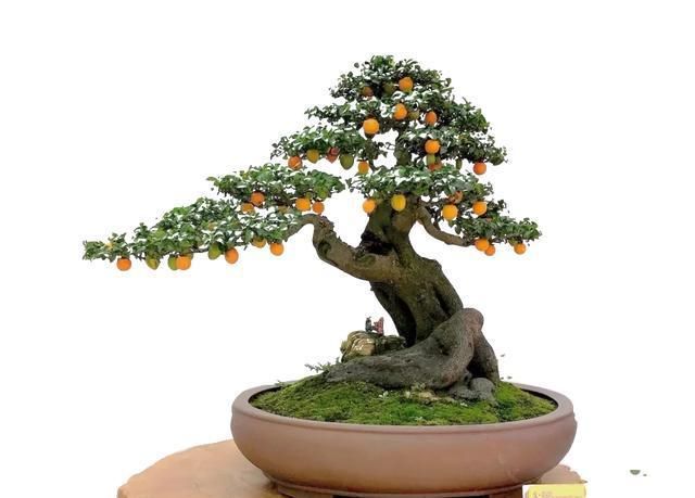  『研究』玩盆景养老桩，植物能被恶言骂死？声音原来对植物还真有所影响