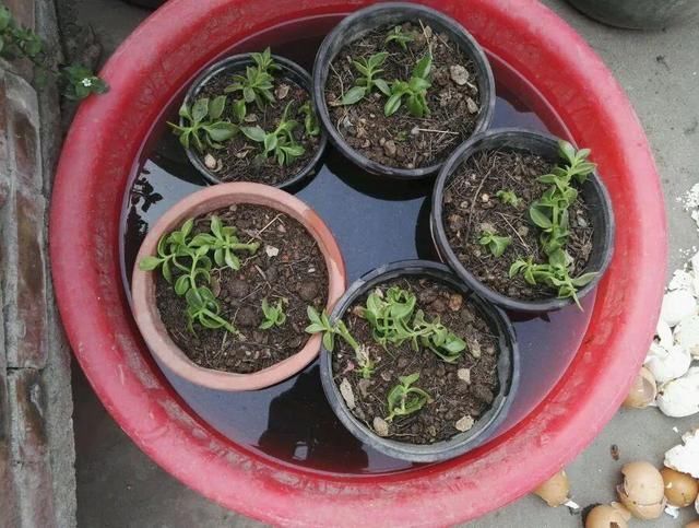 慎养■这花要慎养,每年砍掉3麻袋,照样蹭蹭长