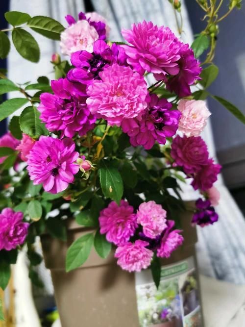  『值得』此种开花植物，四季都花开，比兰花还香，可盆栽种植，很值得拥有