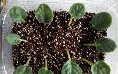  一大：6种花好看不用买，蹭掉的叶子插土里，3个月长出一大盆！