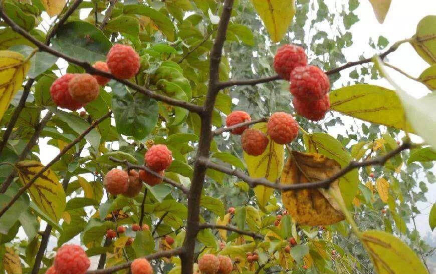  【黄金木】南檀北柘，农村的“黄金木”，车一串珠子几万块，农