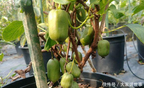  明年：院子里不要再种绿萝了! 比蜂蜜还甜, 沾土就活, 明年收获5