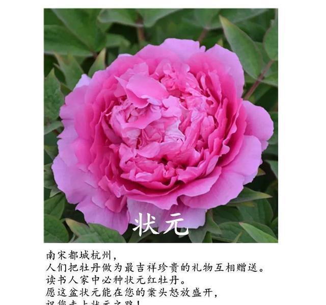  全场■国花牡丹，春天最大气的花，开出第一朵，就惊艳全场！