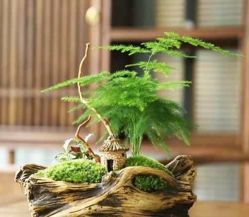  『干柴』3种“盆栽”，越小越“美观”，养大了就变成“干柴”了