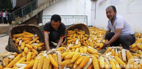  #农民#9月1日起，农民一种行为不再免费，村干部上门收，每家几