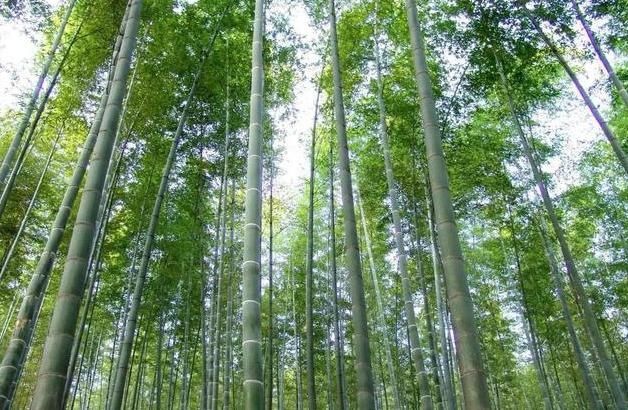  我国：世界最大的竹子，高度超10层楼，就在我国，你能相信它是
