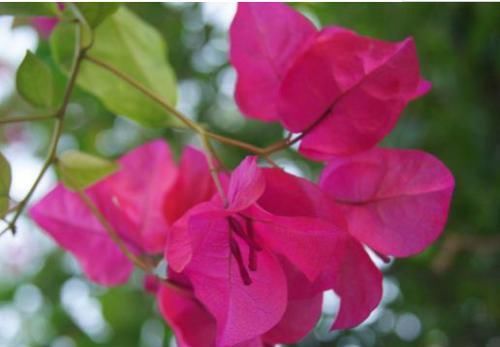  家里@家里养这几款植物，颜值高花期长，花朵粉嫩丰腴，开花四季如春