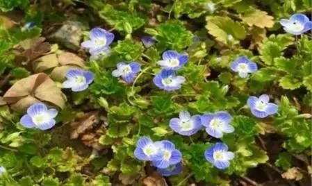 前方花海高能，这些花儿你能认出几种？