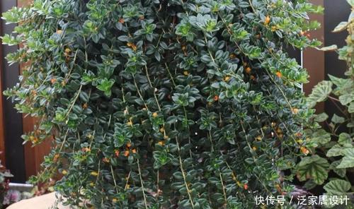  「技巧」它比金边吊兰漂亮，1个修剪小技巧，长势快，开花不断，花繁叶茂
