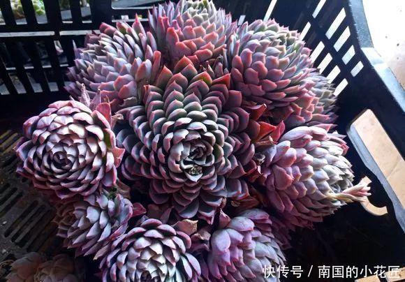  『图片作者』多肉变成白菜价，几毛钱1棵，有的都白送，你买贵了吗？