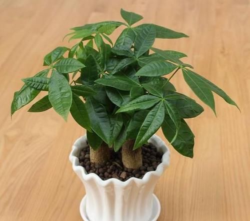  #种植#'人怕伤心，树怕伤根'，种植发财树有讲究，这样操作健壮发芽多
