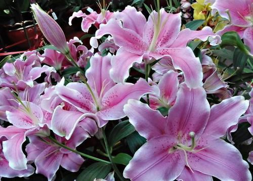  【就要】想要盆栽花期长？就要“反着养”，3个大翻转，花期延长大半月