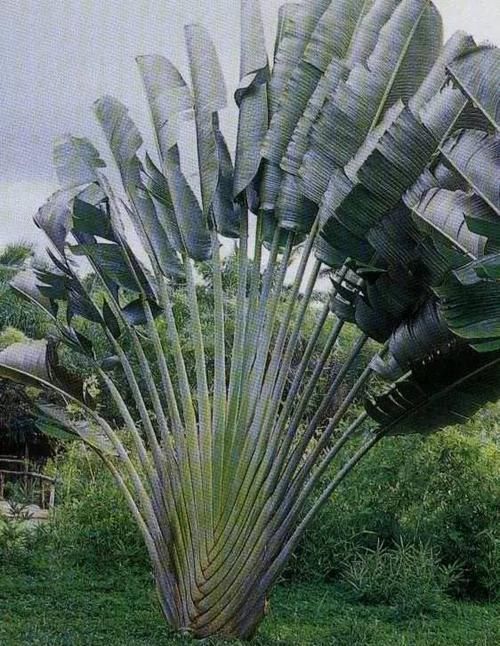  『独具』独具热带风情的植物，清凉叶子中的灿烂花儿