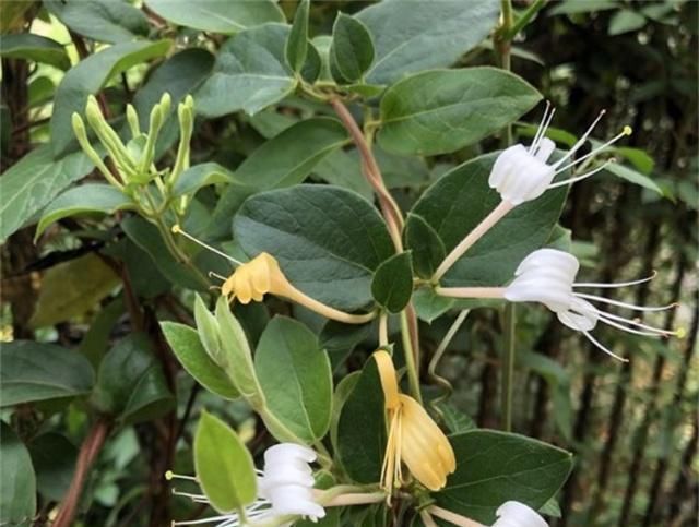  搞懂■金银花难开花？搞懂这些因素，不愁不开花